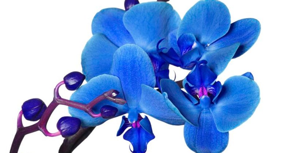 Синие орхидеи на белом фоне