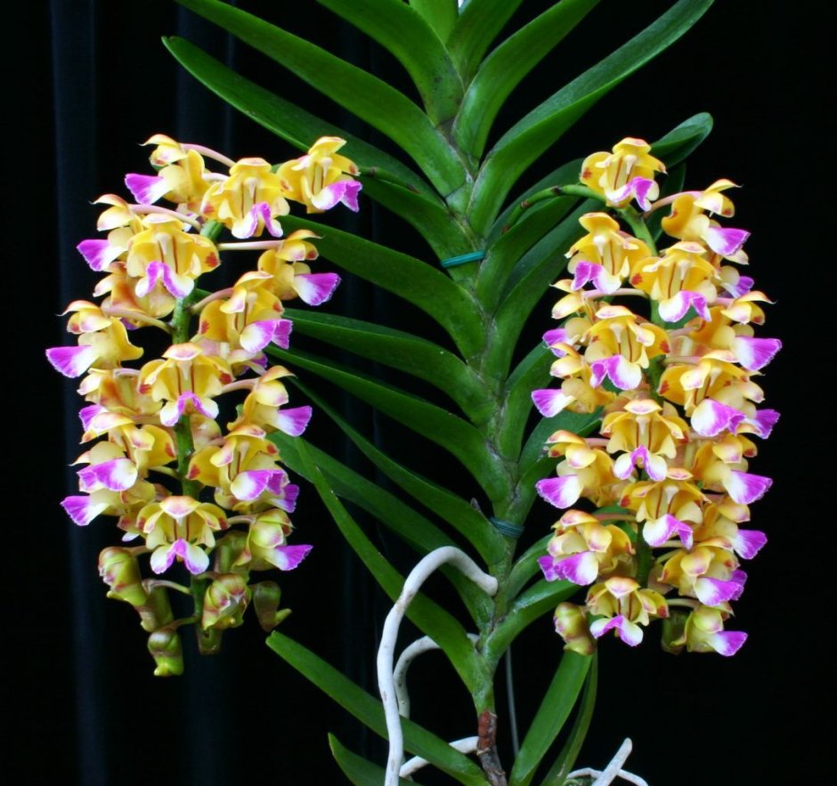 Заставка цветы орхидеи