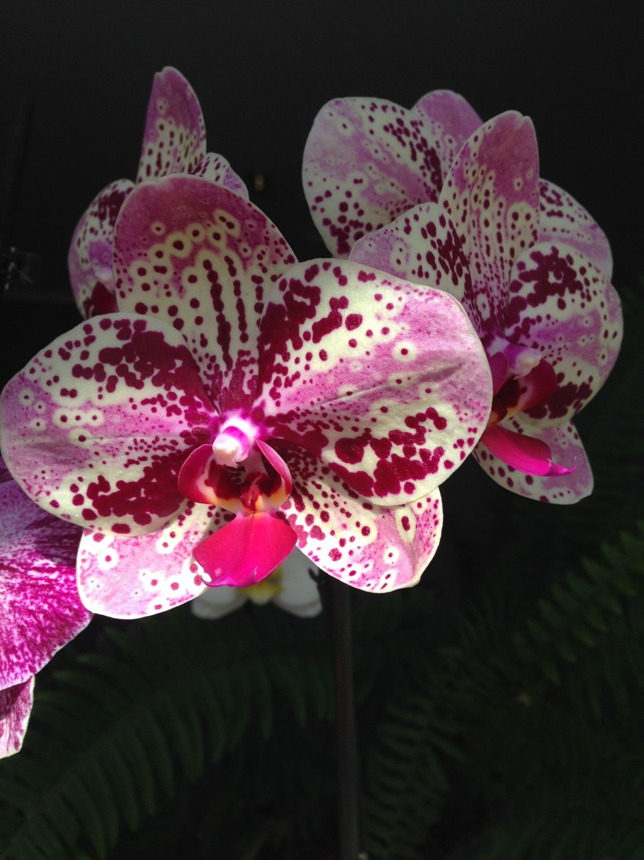 Орхидея Фронтера