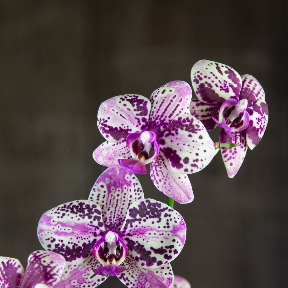 Орхидея perlbalm