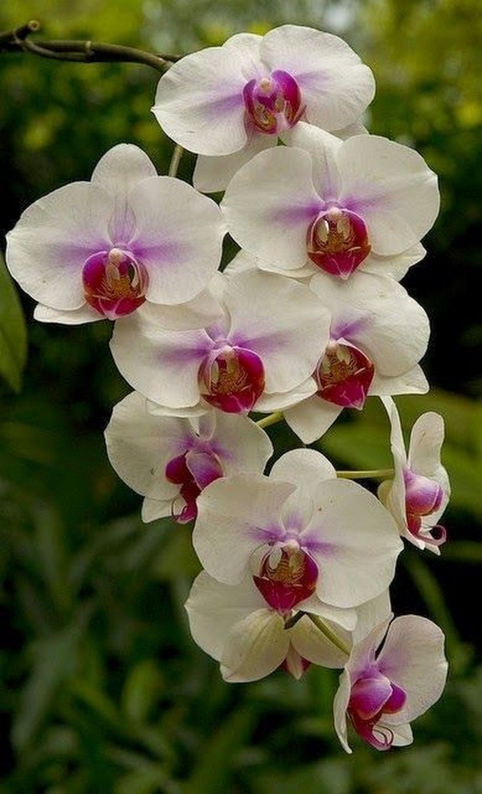 Орхидея фронтера