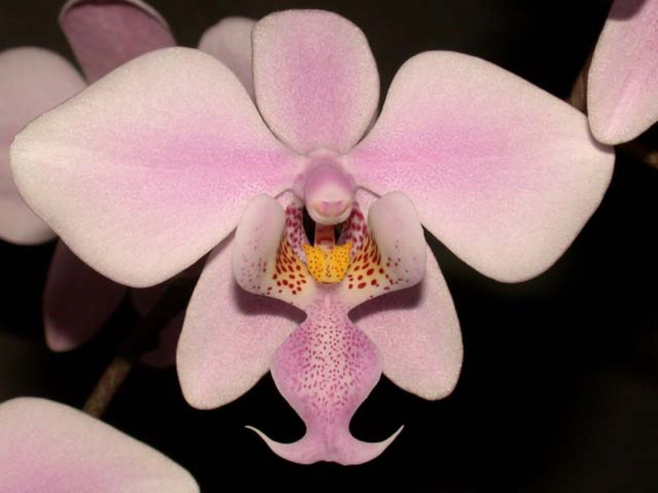 Орхидея Шиллера
