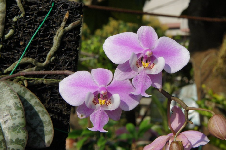 Phal. Schilleriana