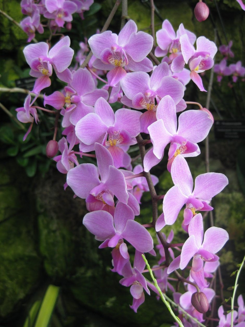 Орхидея schilleriana