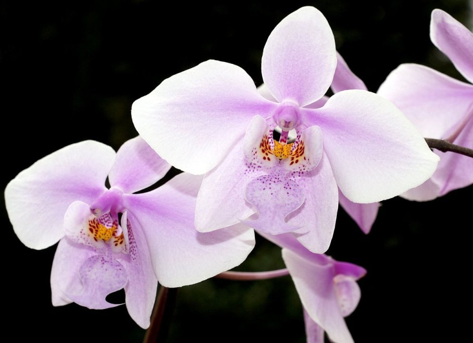 Орхидея schilleriana