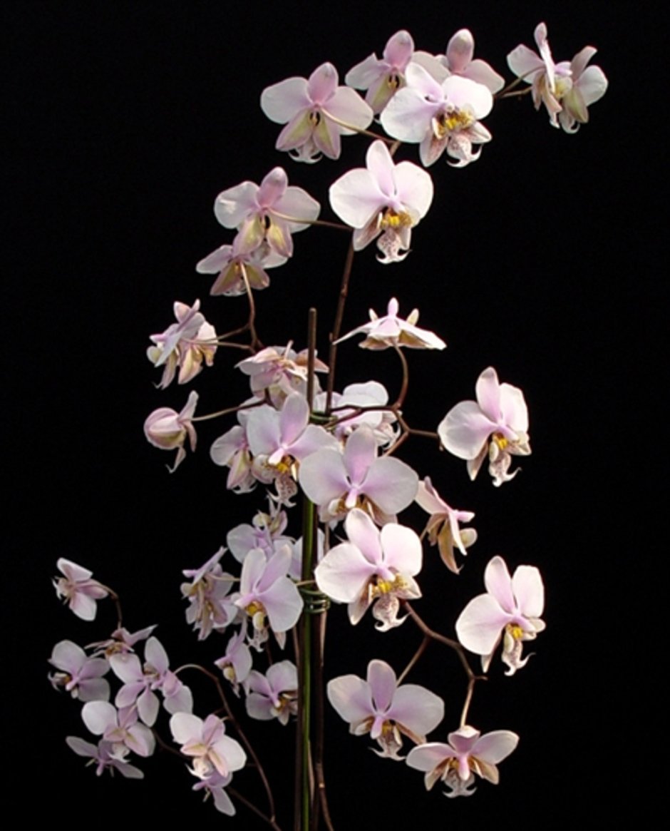 Фаленопсис Phalaenopsis Шиллериана