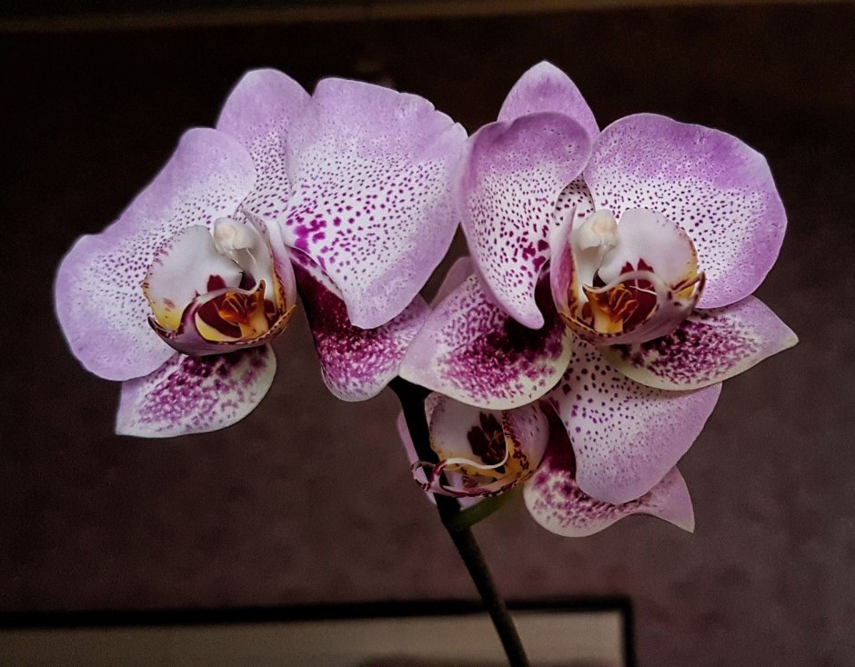 Орхидея schilleriana аромат