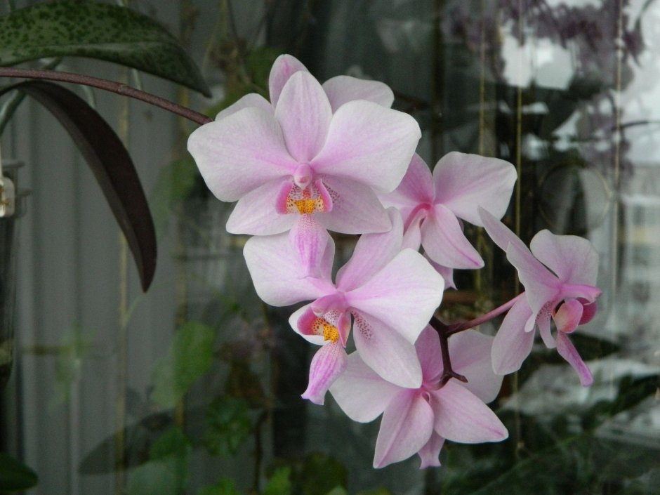 Стрелка орхидеи строение