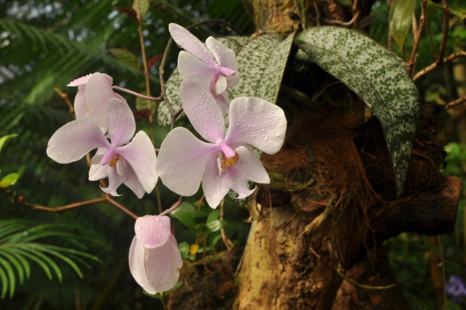 Coelogyne schilleriana