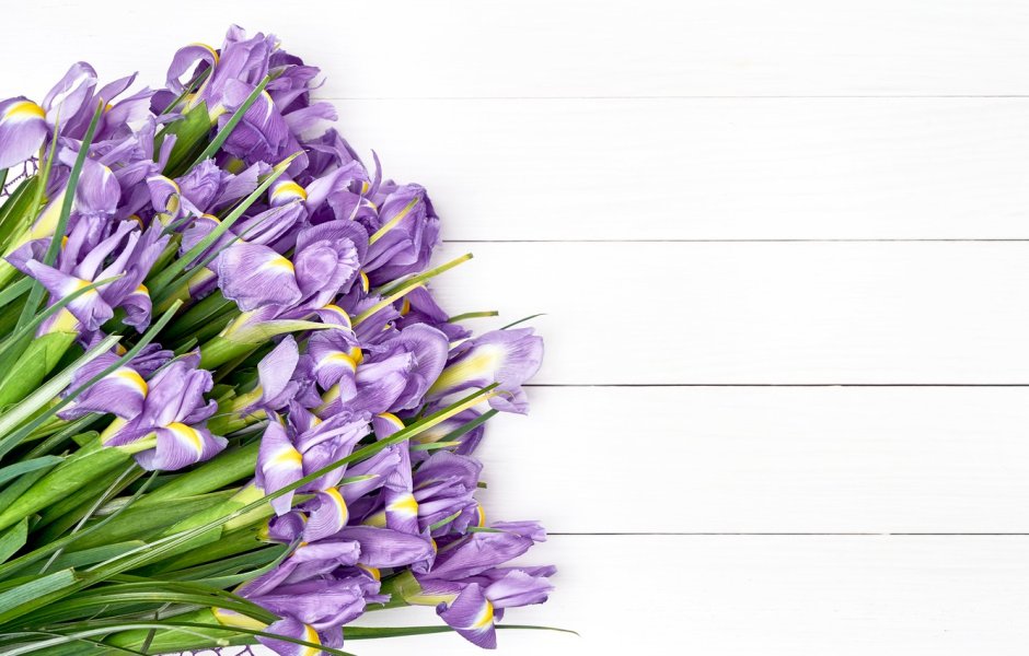 Фиолетовые тюльпаны на белом фоне