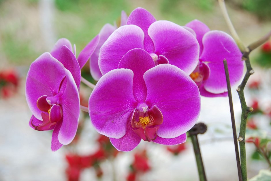 Радужная Орхидея фаленопсис