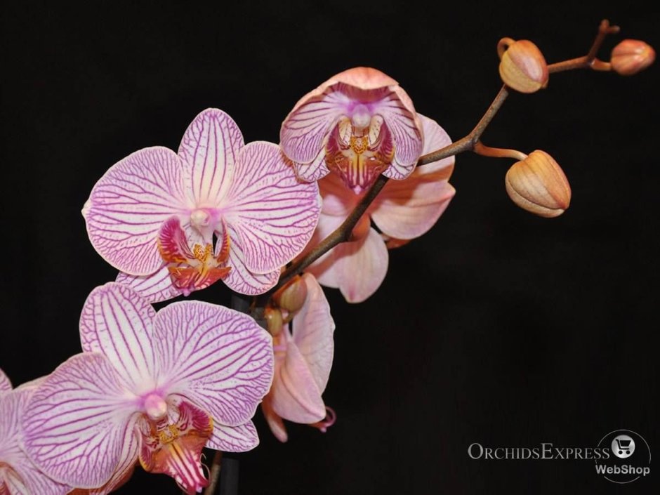 Орхидея Phalaenopsis Monza