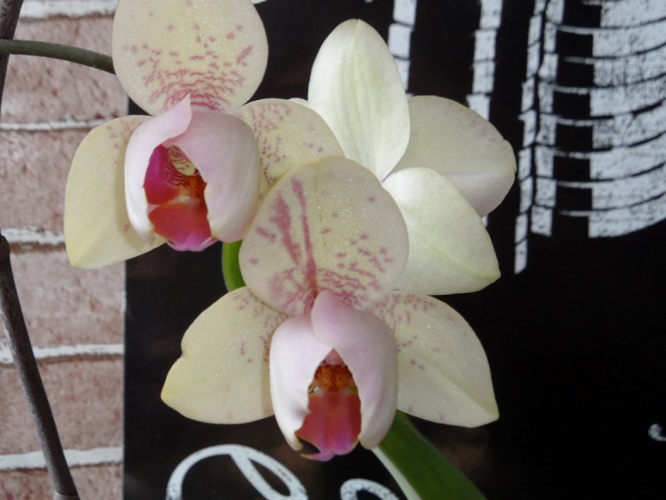 Орхидея фаленопсис Kimono пелорик