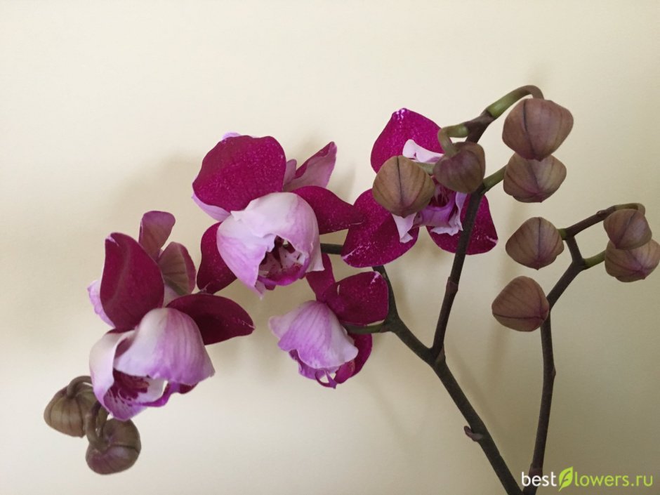 Орхидея Phal. Flirtation
