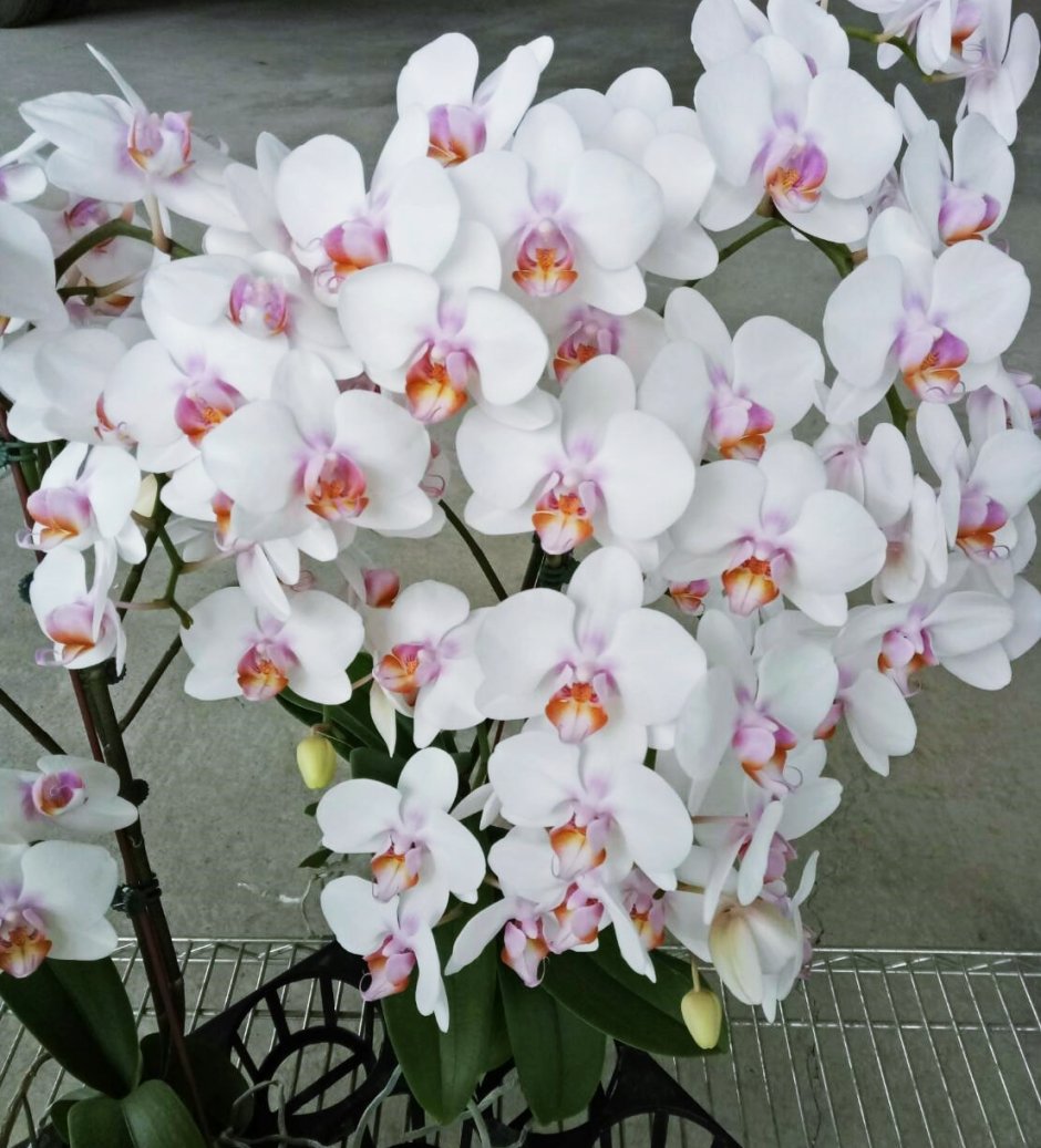 Орхидея Miki Crown описание