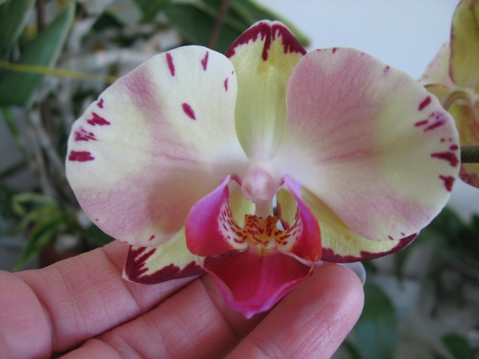 Орхидея Микки Типси