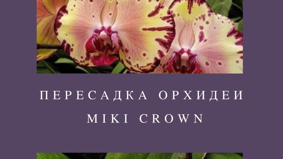 Miki Crown фаленопсис