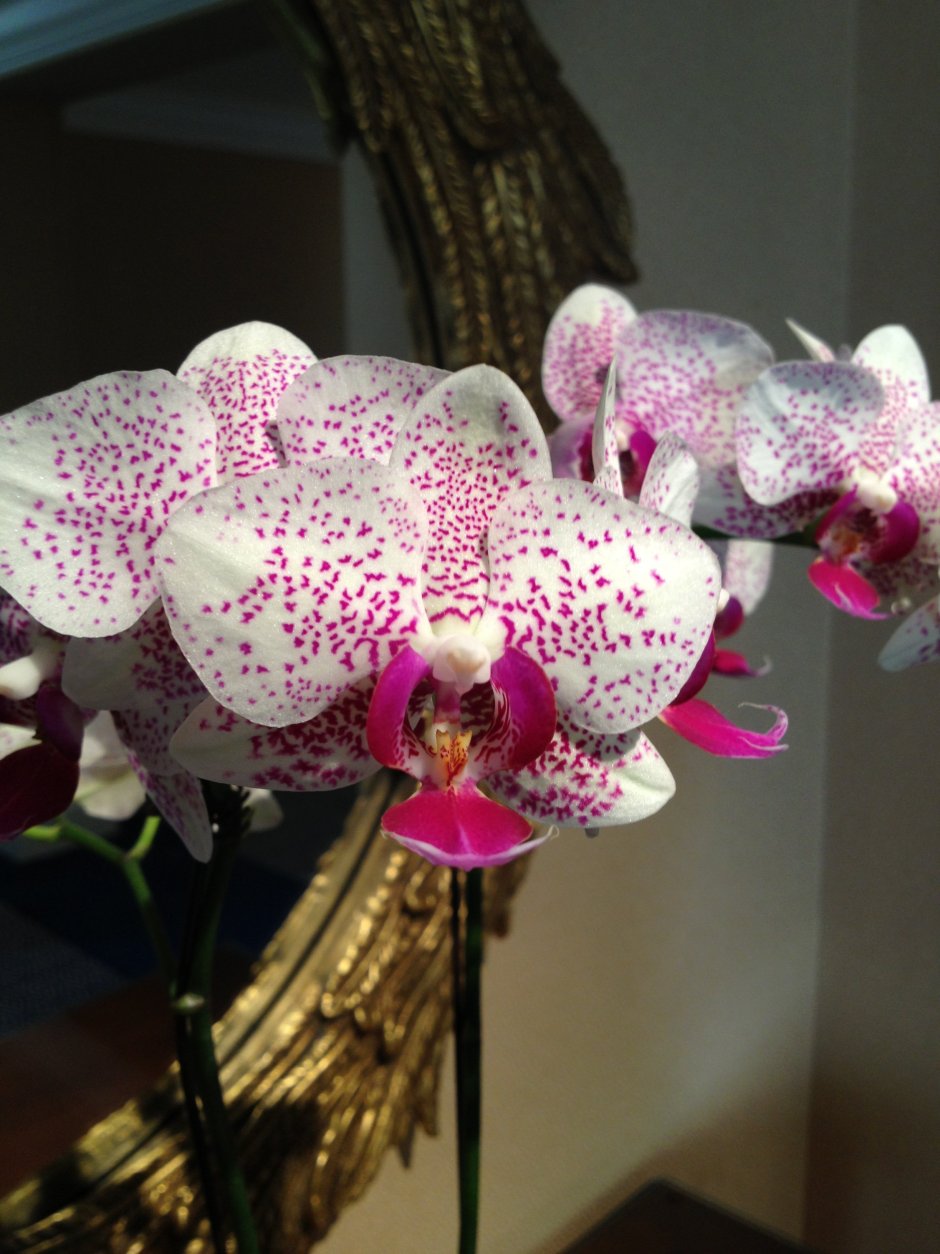 Орхидея Phalaenopsis Wild Cat