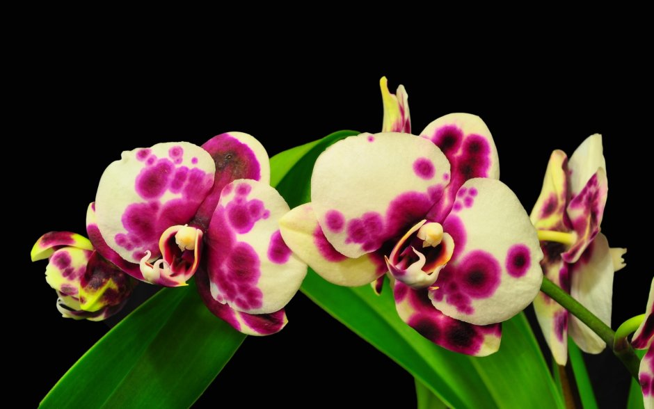Орхидея Цимбидиум макро