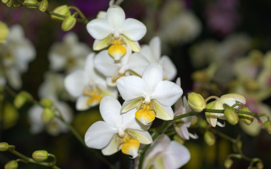 Тропические орхидеи