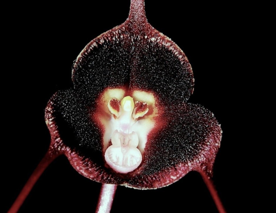 Масдеваллия Дракула Орхидея