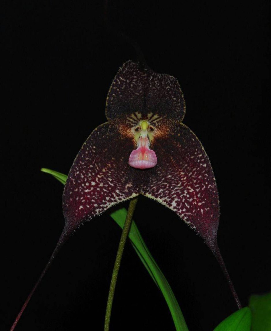 Орхидея вампир вид сбоку
