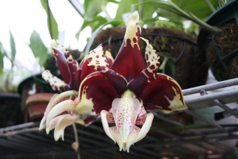 Орхидея Дракула Саули