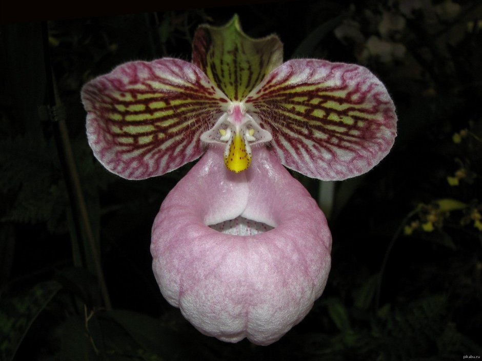 Маленькие бутоны орхидей