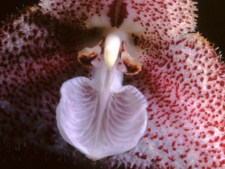 Дракула Кордоба Орхидея