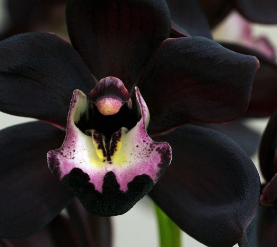 Денбродиум орхид вампир