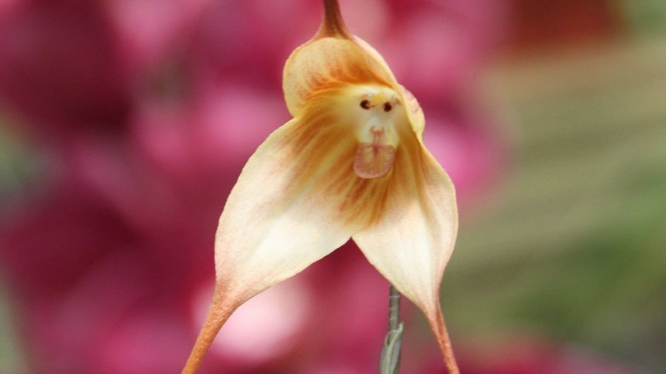 Орхидея Генератион