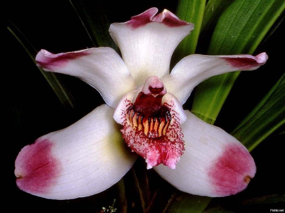 Орхидея цветок вампир или нет
