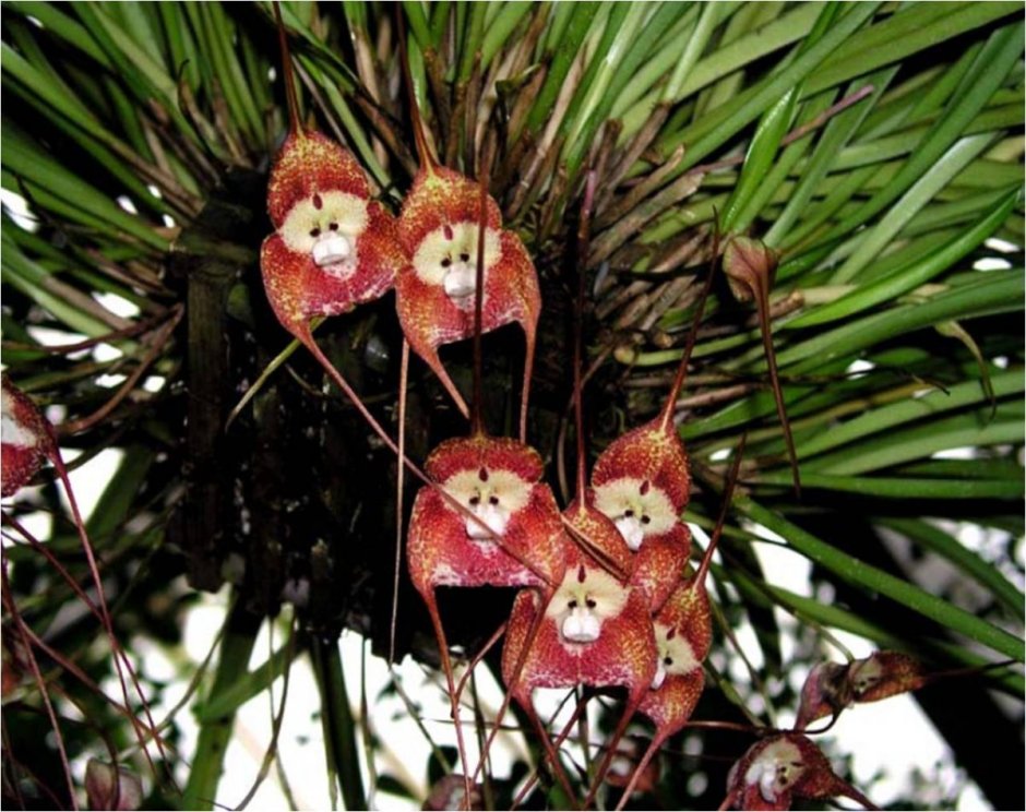 Орхидея Дракула башмачок