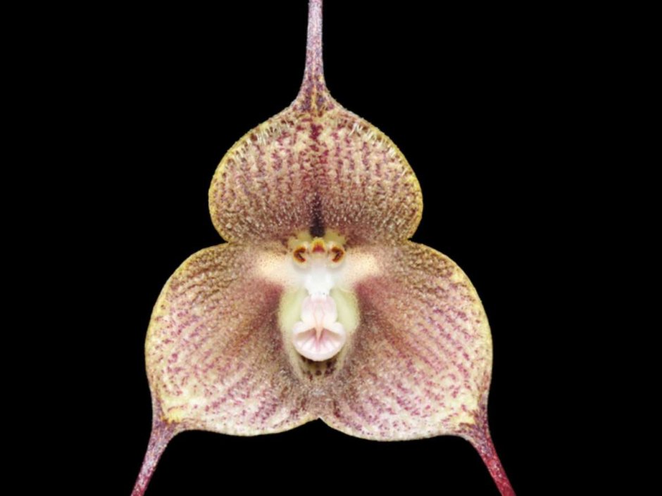Орхидея Дракула в природе