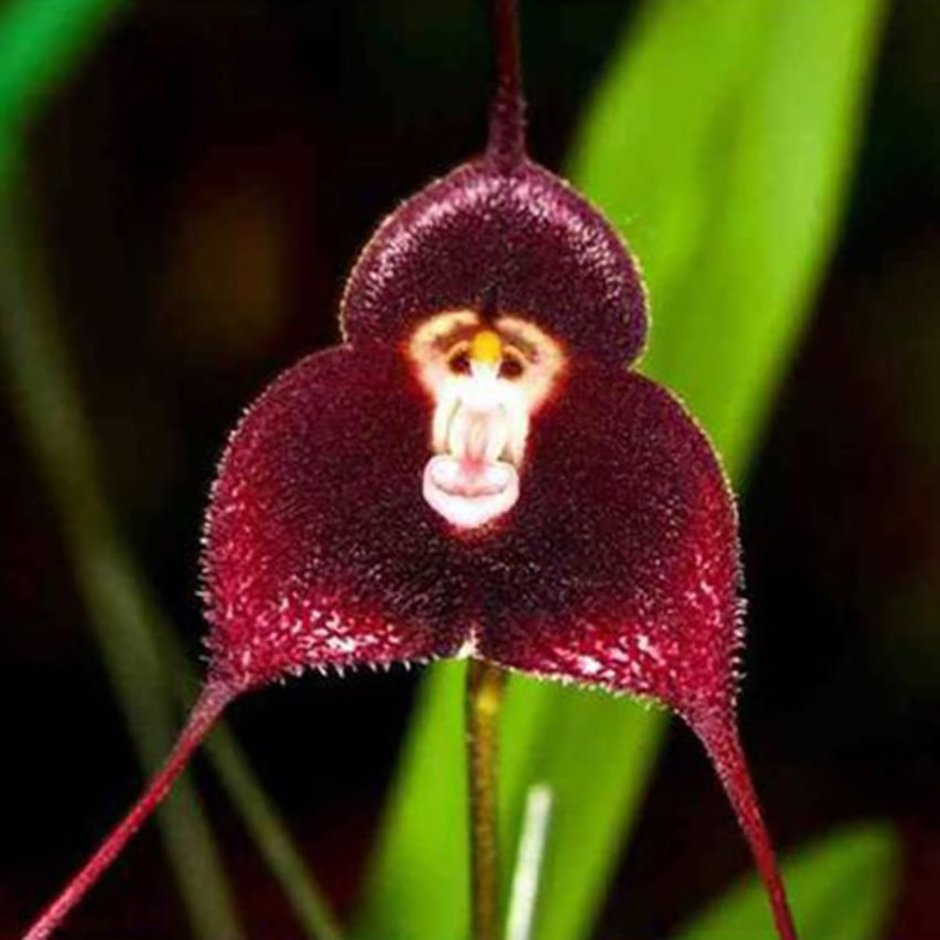 Maxillaria schunkeana Орхидея