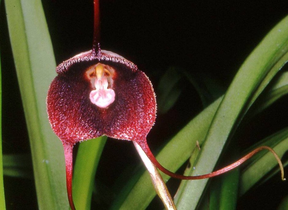 Орхидея Дракула вампира