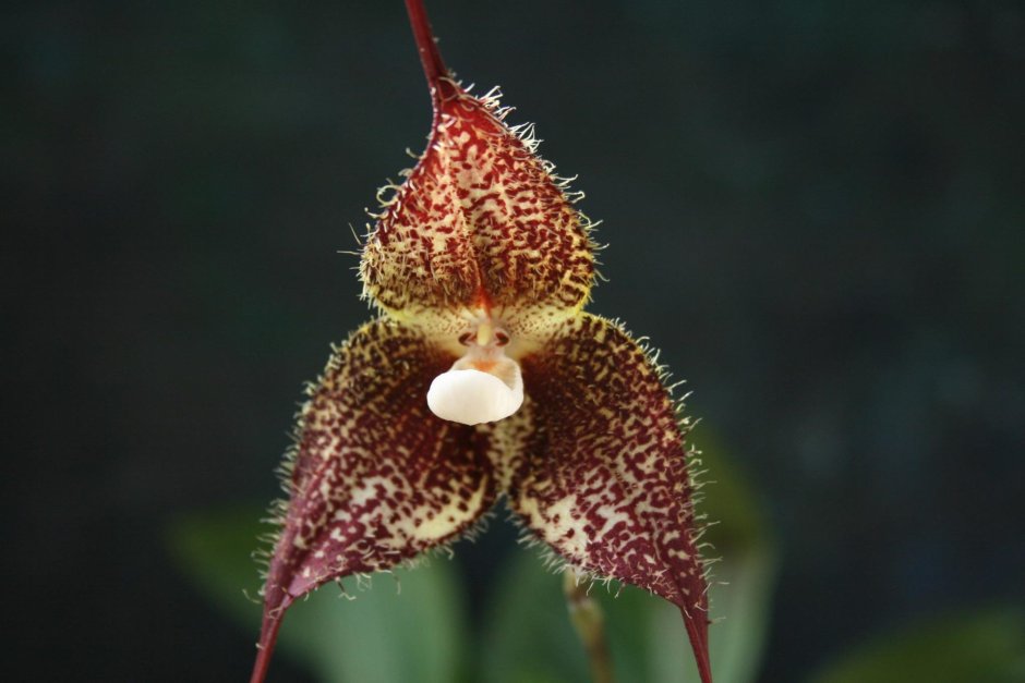 Орхидея Обезьянья мордочка