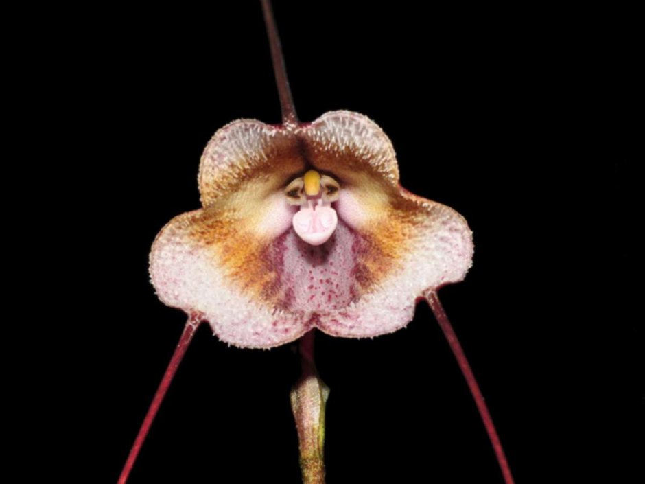 Дракула Феликс Орхидея