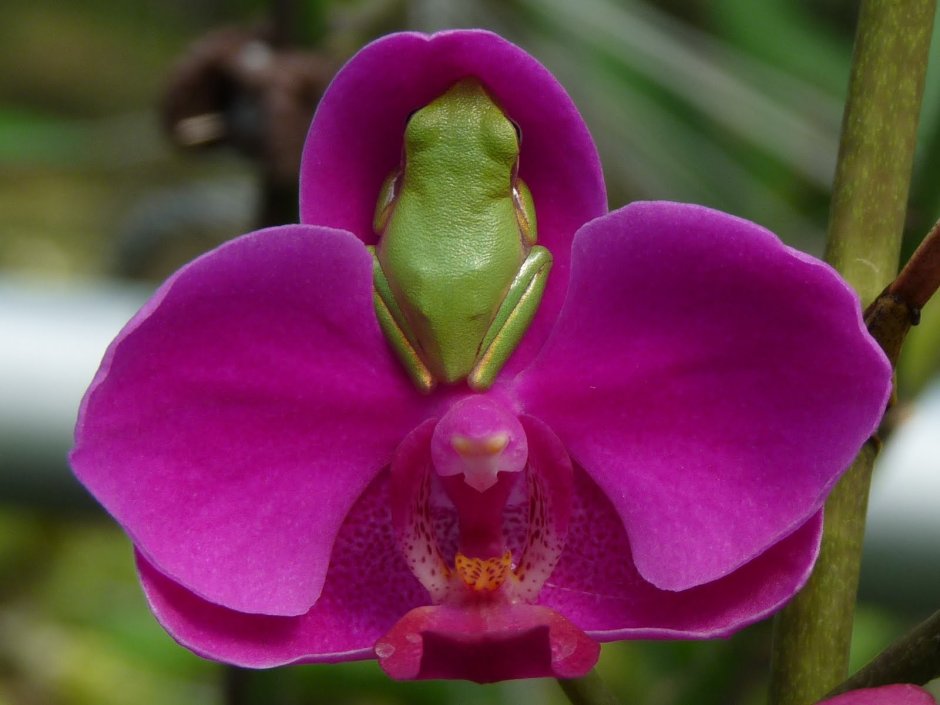 Дракула орхидея