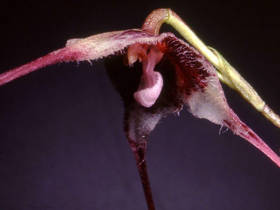 Орхидея Дракула симиа