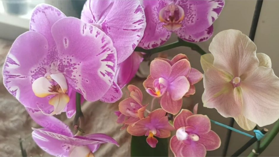 Фаленопсис Орхидея Румба