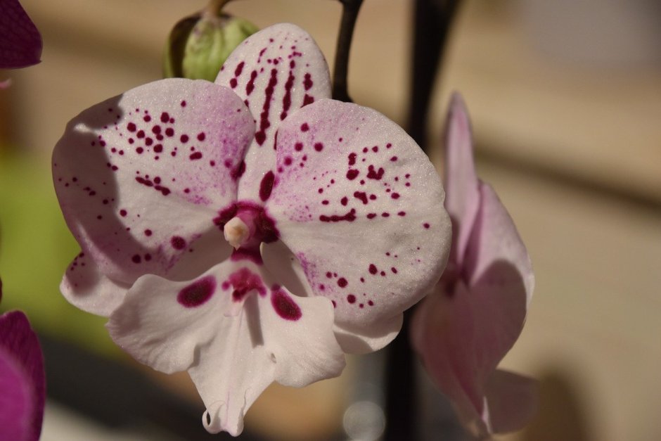 Орхидея фаленопсис легато