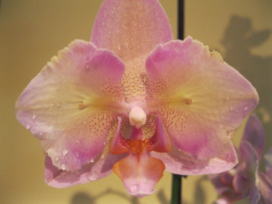 Орхидея макро