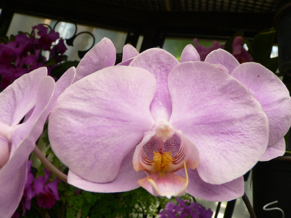 Орхидея фаленопсис Блэк вельвет