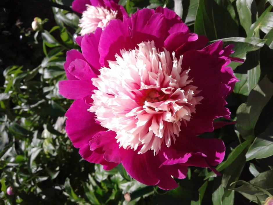 Пион Paeonia