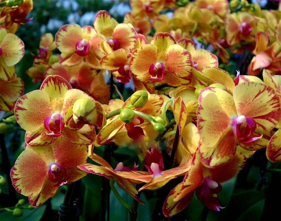 Орхидея серф Сонг Голден оранж
