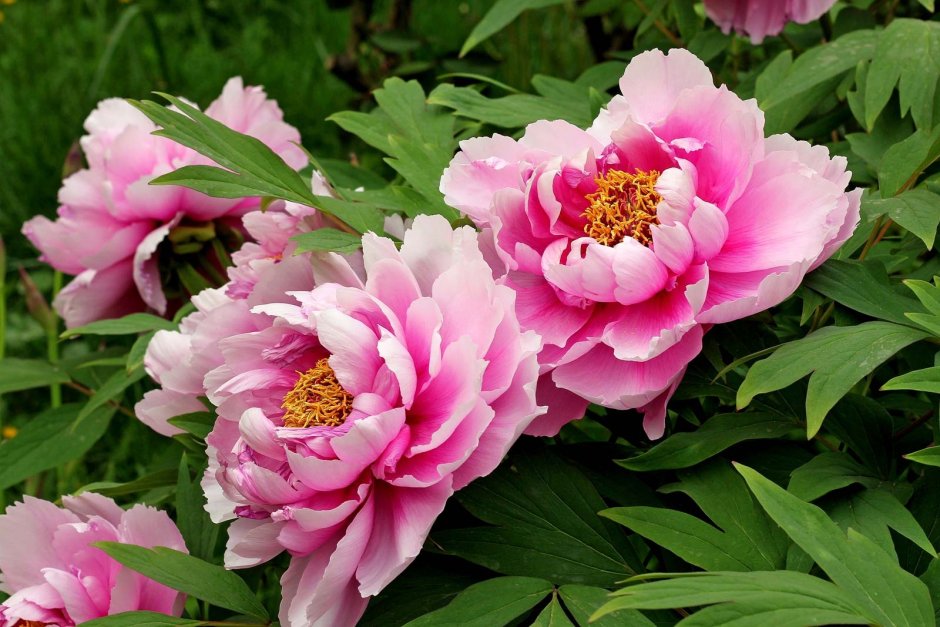 Пион herbaceous Peony