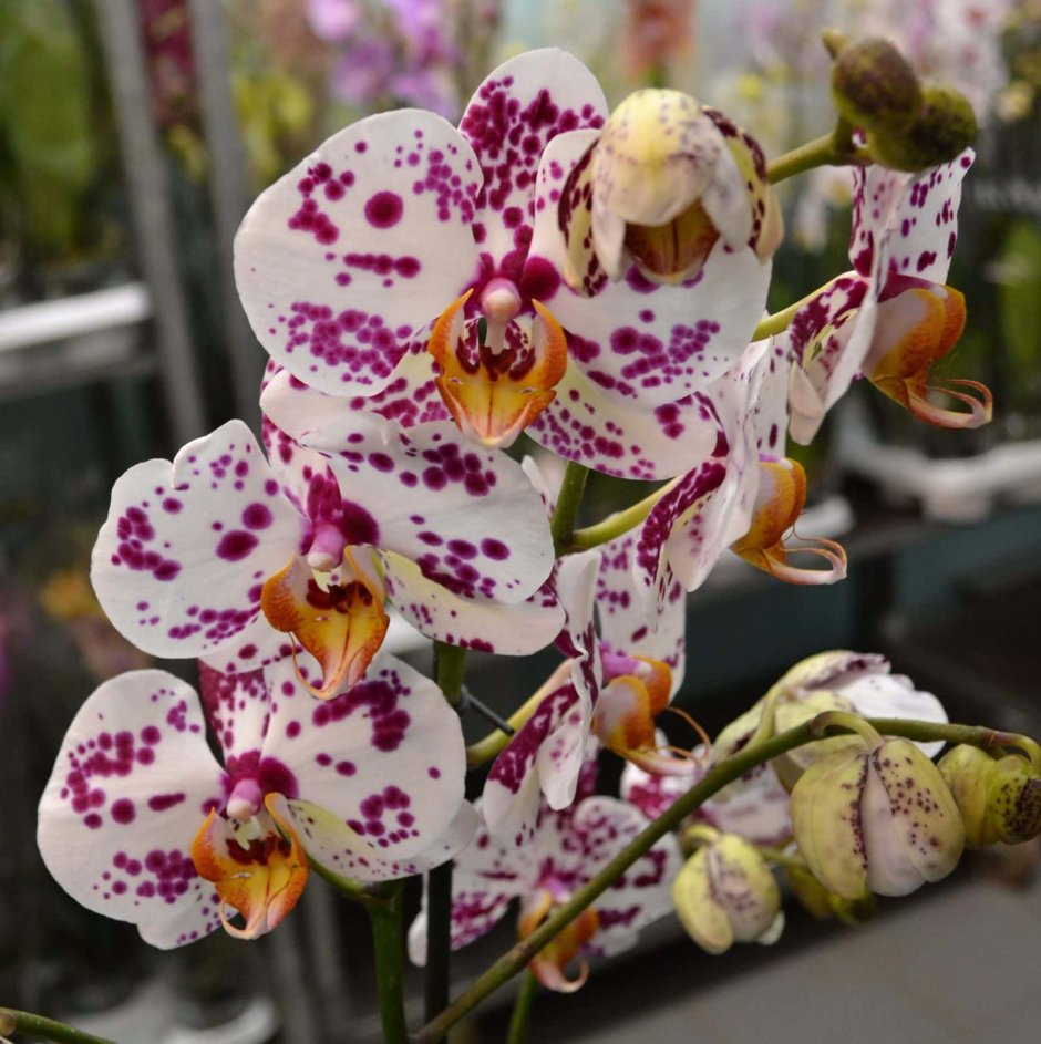 Орхидея «летящая уточка» (Caleana Major)