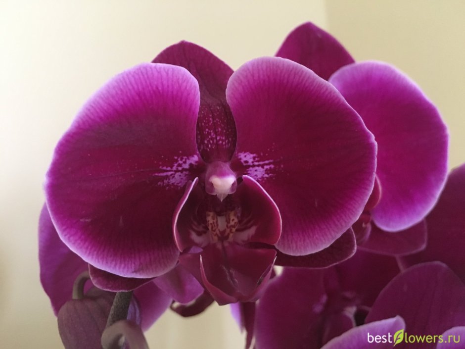 Орхидея розовая в вазе