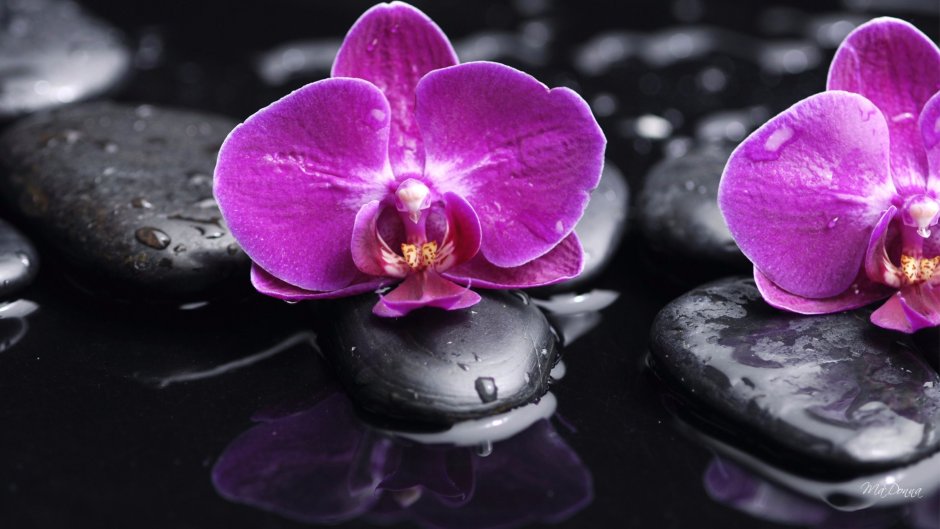 Орхидея черно белая